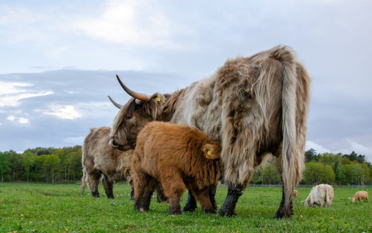 how much do highland cows cost