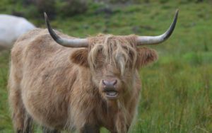 how much does a highland cow cost