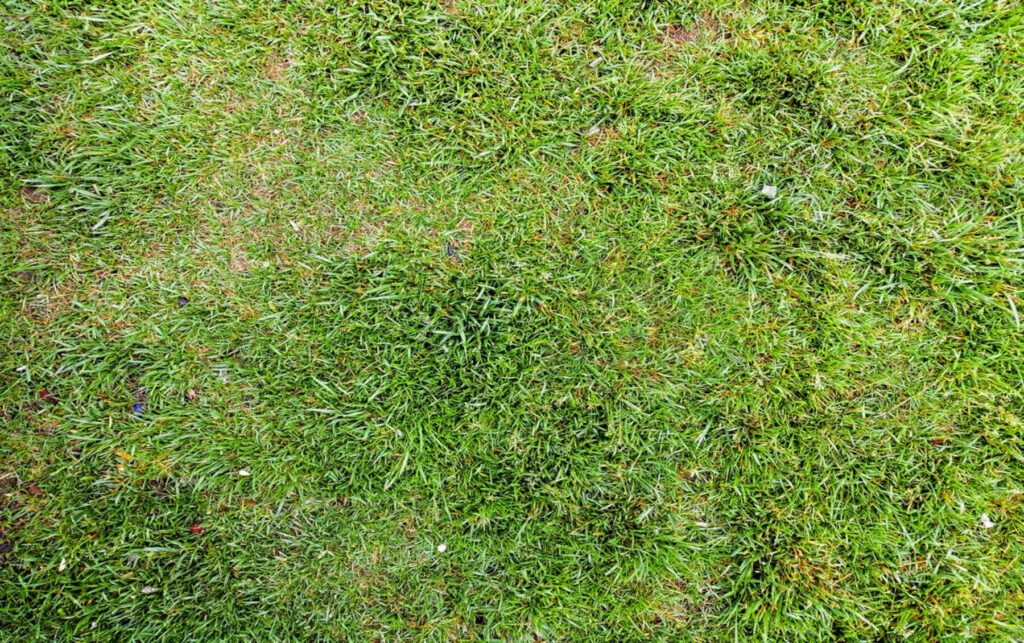 How to Grow Bermuda Grass