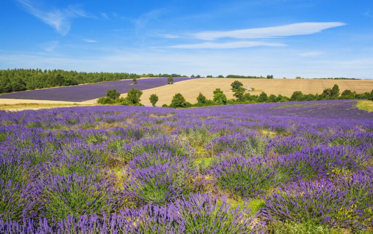 how to start a lavender Farm