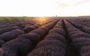 how to start lavender farm