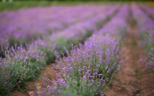 start a lavender farm