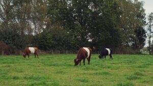 Belted Galloway