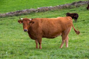 Brown Swiss cow