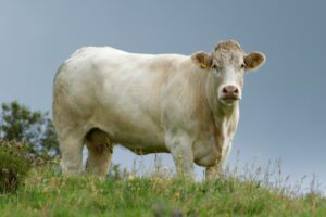 Charolais Cow