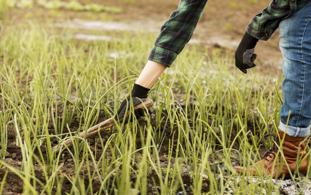 How to grow winter wheat