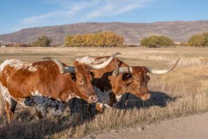 Shorthorn Cow