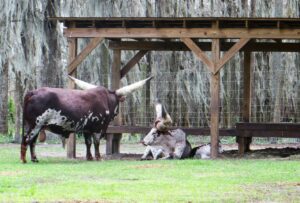 Watusi Cattle