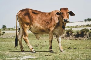 brahman Cow